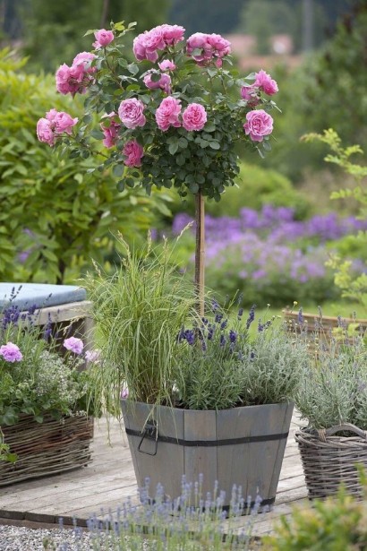 Троянда Леонардо да Вінчі - кущ на штамбі в ландшафтному дизайні